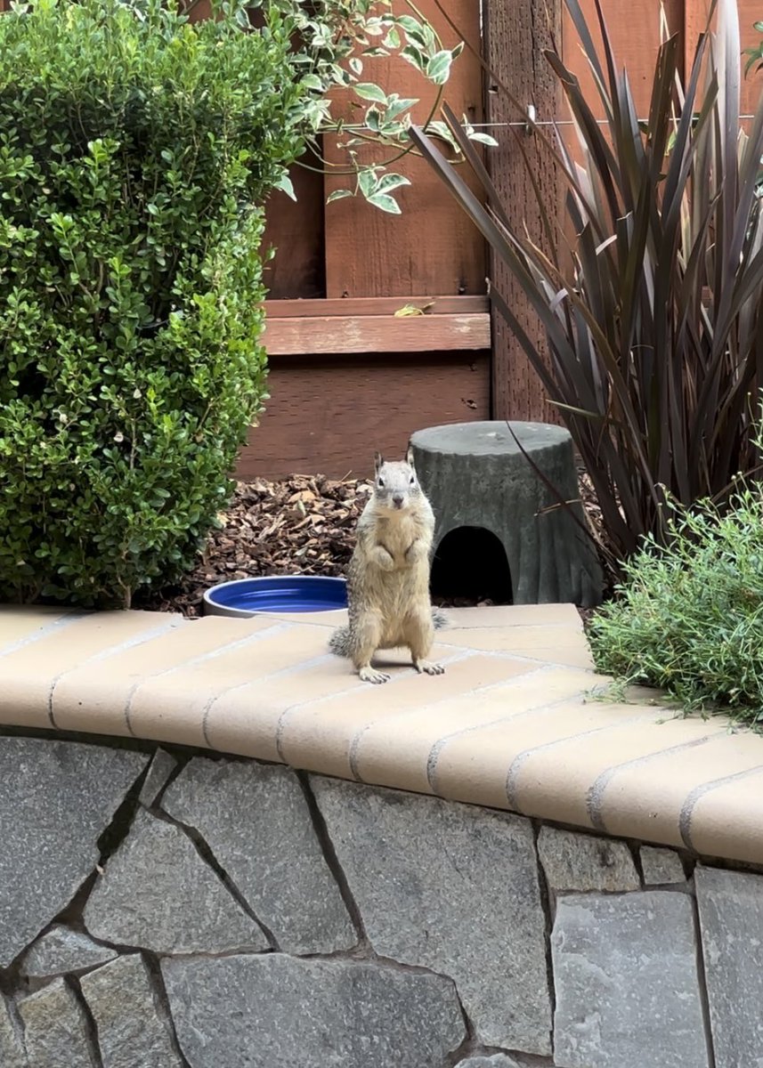 squirrelbuzz's tweet photo. Patiently waiting for the #squirrelcafe to open. Mondays require a large hazelnut coffee and a toasted almond scone. ☕️🐿️ #squirrels #groundsquirrels #squirrelscrolling https://t.co/ax0OtvkkVb