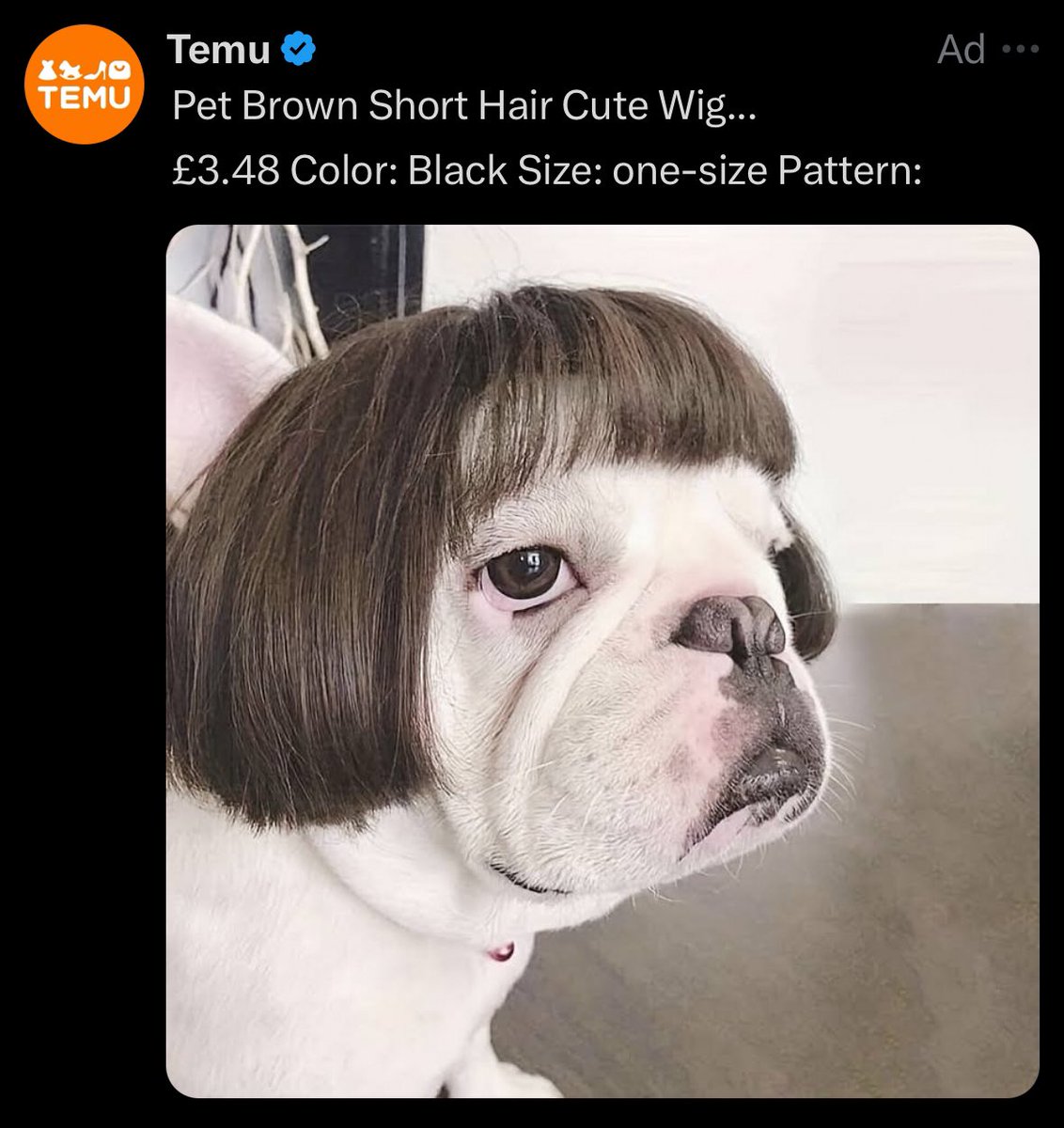 luvingcup's tweet photo. Dog wig 🤣 https://t.co/vcBOPcRm6a