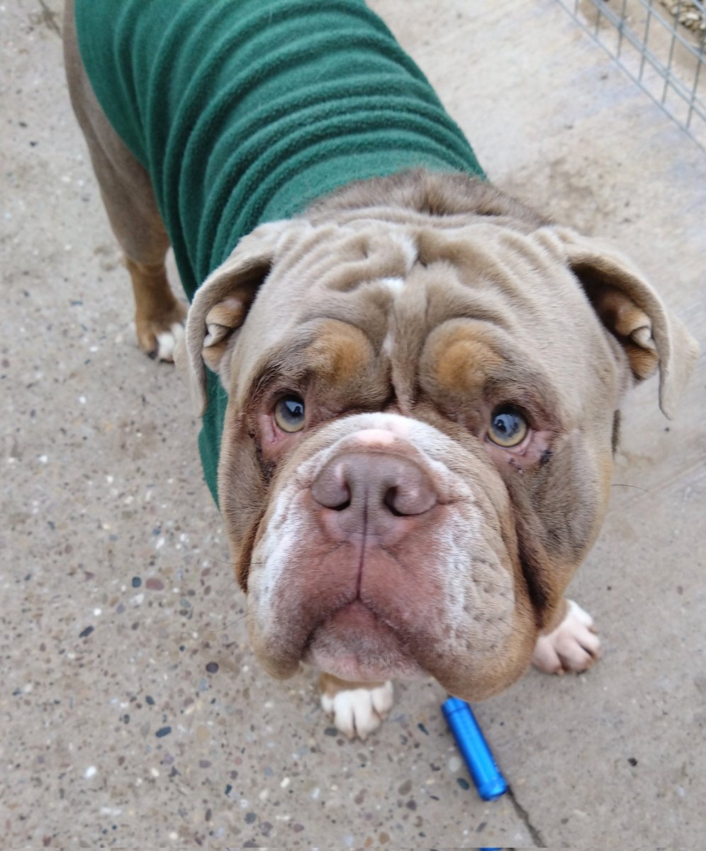 Young Rocky recovering well from a double op ❤️