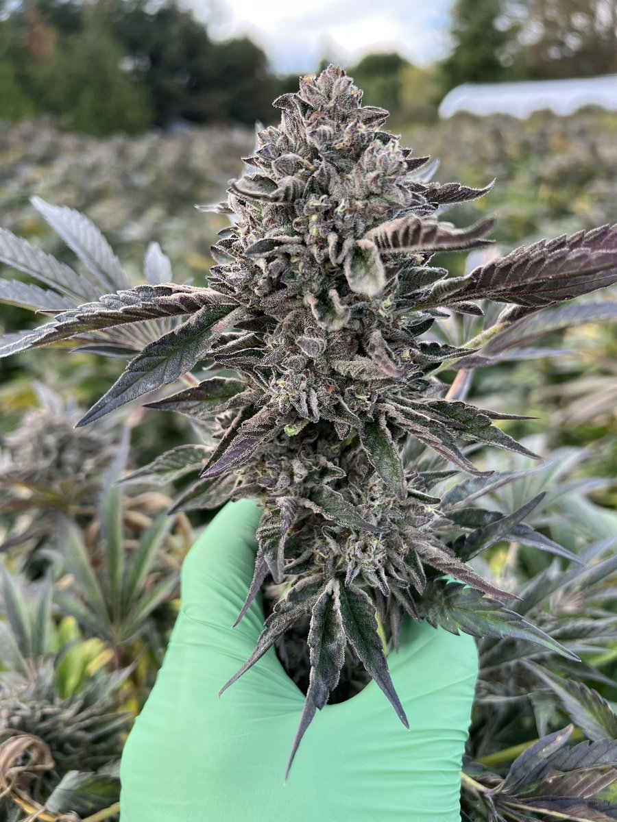 GalacticFarmer1's tweet photo. Another winner.. Pabloโs Revenge. #Cannabis #Sungrown #Smoke #Terroir #PablosRevenge #Hemp #๐ https://t.co/phSw1hJu4g