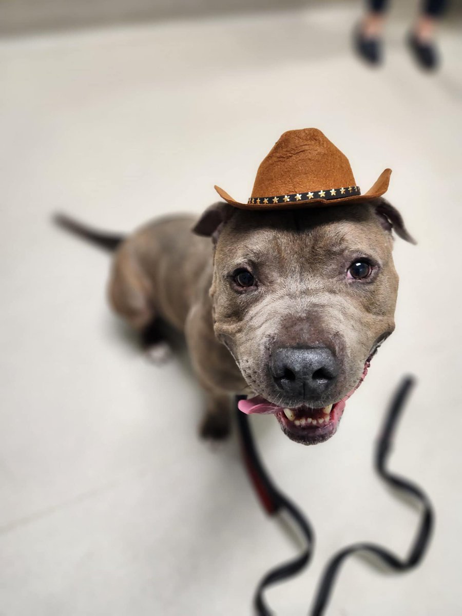 Ticket sales for Fur Ball are extended to 10/19! Join us for a night of dinner, drinks, auctions, raffles, and plenty of fun. Proceeds benefit our Second Chance Program which provide lifesaving care to animals in critical need. Get your tickets at clevelandapl.org/events/fur-bal…!