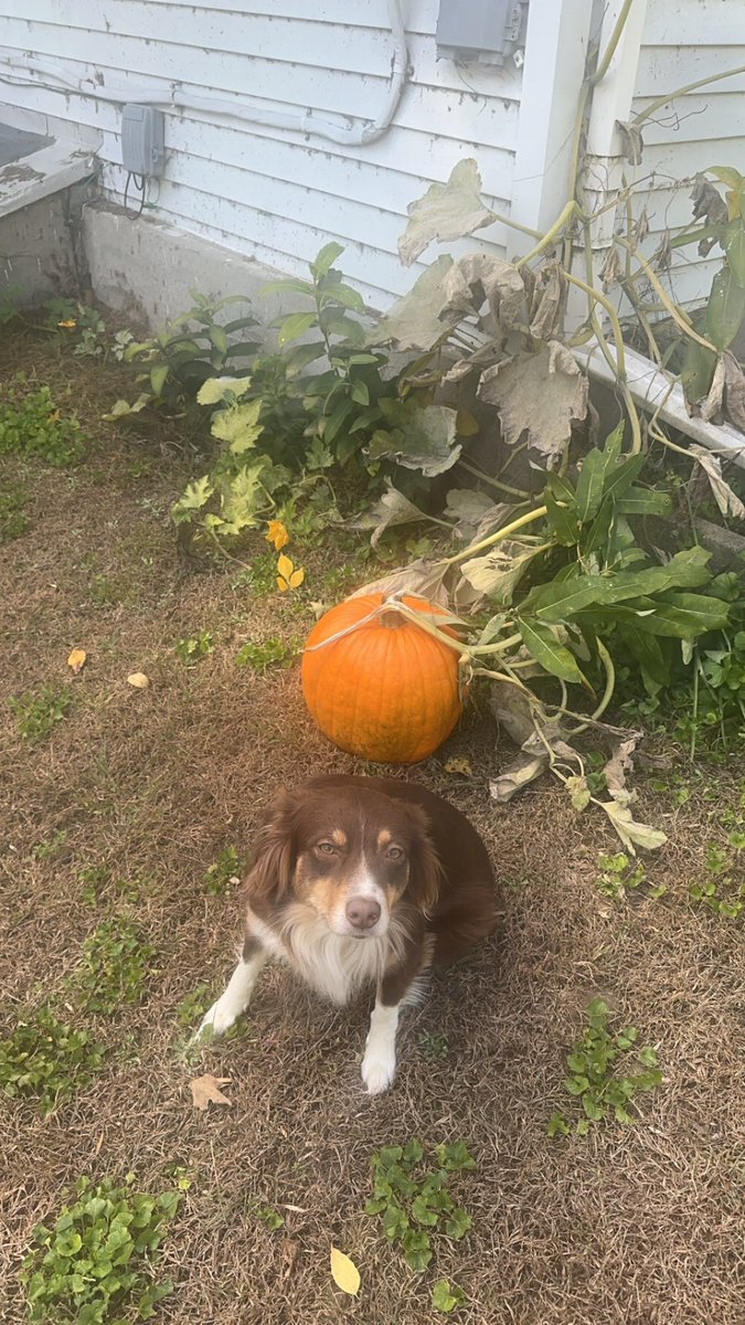 AllisonEney's tweet image. Look how cute our pumpkin is that we grew 😍
