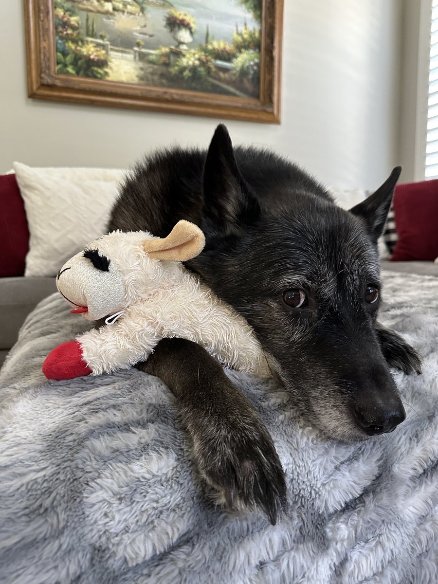 It’s that time again

Post your pets in the comments, I’ll start with Jax 🐶