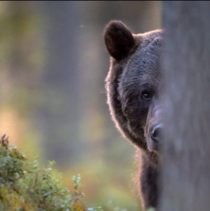 #bitcoin
#BTC
$BTC
#Binance 
Yükselişlere kanmayın dostlar..