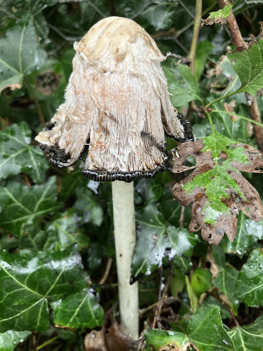 DorsetForests's tweet photo. Fungi are essential to the Forest's ecosystem and web of life. They are important recyclers, provide food for animals, and communicate with the plants &amp; trees around them. Look out for them across #DorsetForests at this time of year and remember some are poisonous🍄🍂💚 https://t.co/yCGFemwknv
