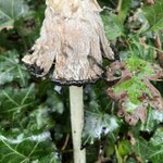 Photo by Dorset Forests - Forestry England (@DorsetForests)