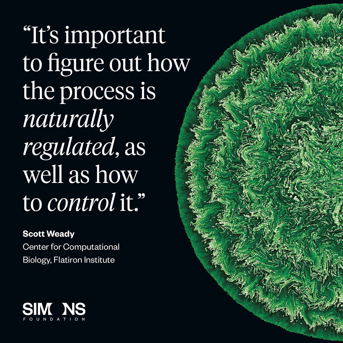 Simons Foundation (@simonsfdn) on Twitter photo “It’s important to figure out how the process is naturally regulated, as well as how to control it.” – <a href="/FlatironInst/">Flatiron Institute</a> biologist Scott Weady on the importance of understanding cell proliferation. New research has discovered how dividing cells adapt to crowded environments by “It’s important to figure out how the process is naturally regulated, as well as how to control it.” – <a href="/FlatironInst/">Flatiron Institute</a> biologist Scott Weady on the importance of understanding cell proliferation. New research has discovered how dividing cells adapt to crowded environments by