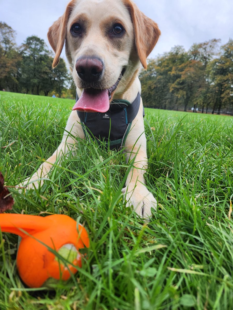 RubyxVakyries's tweet photo. It's my 1st Autumn ๐
#ServiceDogTraining https://t.co/v2JnlULlVJ