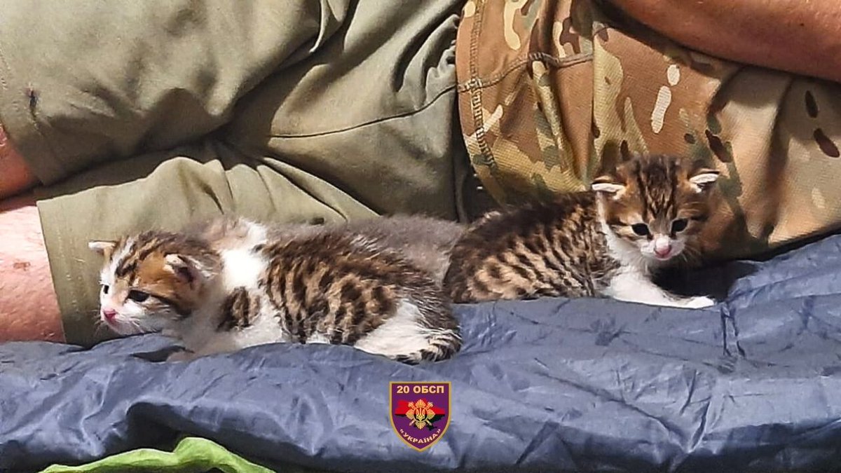 A cat saved the lives of Ukrainian Defenders at the cost of her own.

The cat was born near their combat positions. Defenders adopted her, and when she got older, they helped her give birth in between assaults.

Several weeks after the kittens were born, our Warriors were