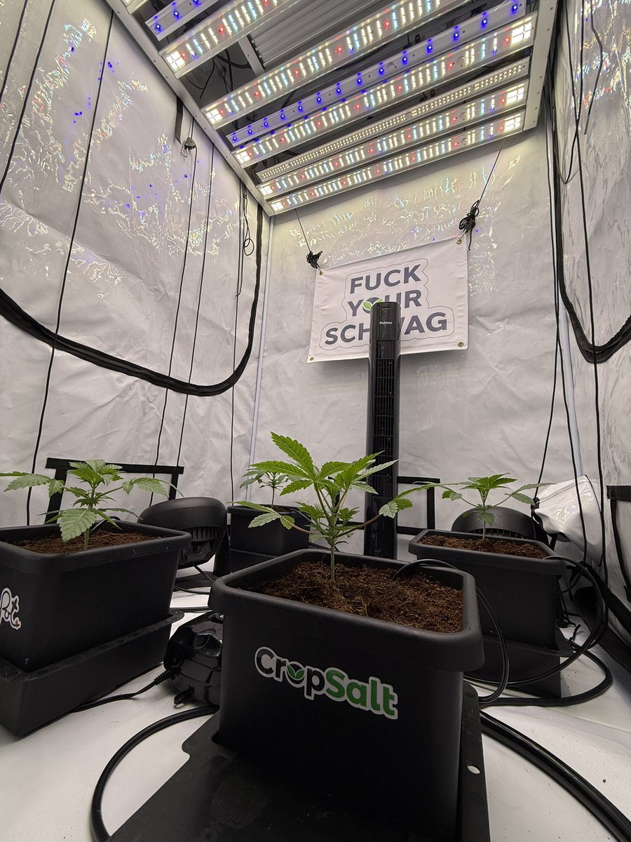 PushnPhosphorus's tweet photo. Watching the grass grow :)
#Cannabis #Marijuana #Weed #Growyourown https://t.co/UD6xCMAzVI