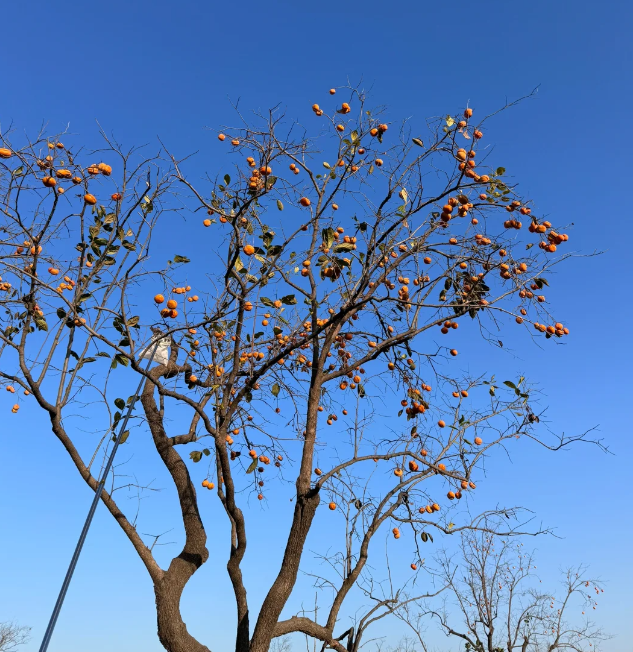 Carl31693049's tweet photo. Today, I was walking with my bestie and saw a large persimmon forest!
I asked the villagers, and they said that the land here has been handed over and now belongs to the state! No one cares about it now. If you like to eat it, you can pick some. https://t.co/jmRgFMM9DD