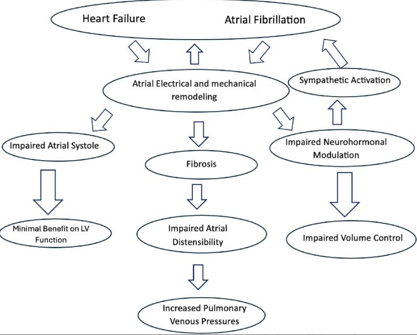 JAFIB&EP (@jafib_ep) on Twitter photo From our Editor-in-Chief <a href="/natale_md/">Andrea Natale MD</a> Atrial Fibrillation Ablation in Heart Failure with Preserved Ejection Fraction buff.ly/3Y6RkLp <a href="/vincenzomirco93/">Vincenzo Mirco La Fazia</a> <a href="/_NicolaPierucci/">Nicola Pierucci</a> From our Editor-in-Chief <a href="/natale_md/">Andrea Natale MD</a> Atrial Fibrillation Ablation in Heart Failure with Preserved Ejection Fraction buff.ly/3Y6RkLp <a href="/vincenzomirco93/">Vincenzo Mirco La Fazia</a> <a href="/_NicolaPierucci/">Nicola Pierucci</a>