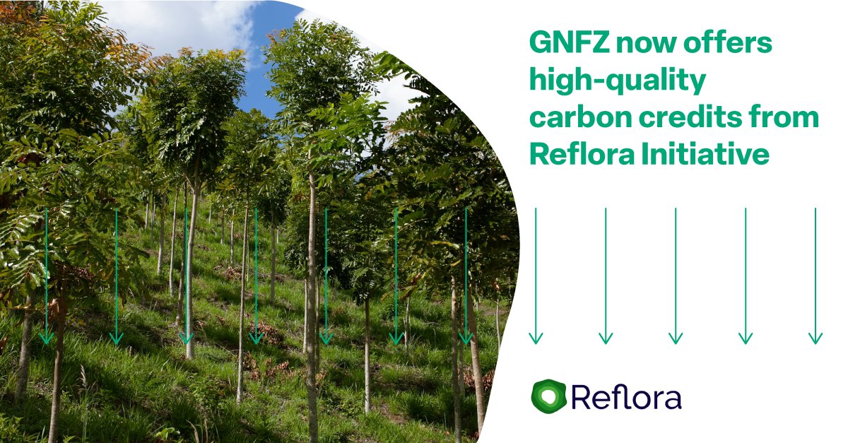 Global Network for Zero (@globalnet4zero) on Twitter photo GNFZ 🤝<a href="/RefloraInitiat1/">Reflora Initiative</a>
We are proud to share that GNFZ clients going through our net zero certification process can now take advantage of Reflora’s high-quality carbon credits.
More about our partnership below.
globalnetworkforzero.com/insights/carbo… GNFZ 🤝<a href="/RefloraInitiat1/">Reflora Initiative</a>
We are proud to share that GNFZ clients going through our net zero certification process can now take advantage of Reflora’s high-quality carbon credits.
More about our partnership below.
globalnetworkforzero.com/insights/carbo…