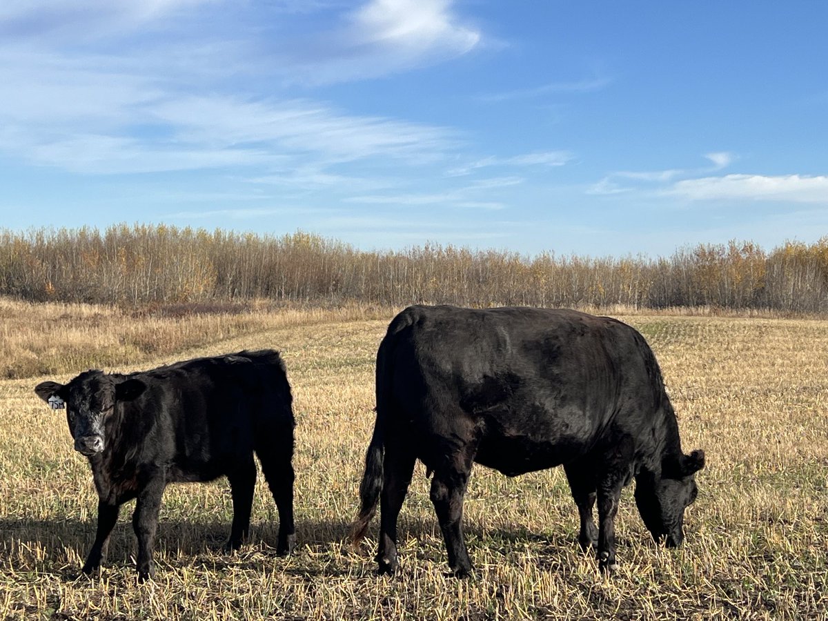 Rod Turner tweet media