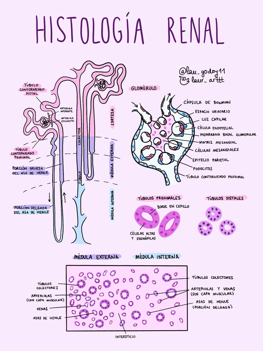 lau_godoy11's tweet image. Después de mucho tiempo he vuelto a dibujar así que por aquí os dejo unos simpáticos esquemas de biopsias renales, espero que os gusten 🥰

(Intentaré ir subiendo algún dibujillo más)
 #path #renalpath #nephropath #nephrology
#pathology #histology