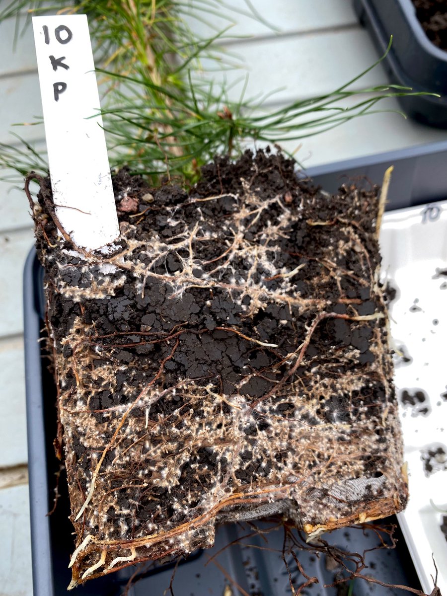 Anastasia Tõnisson tweet media