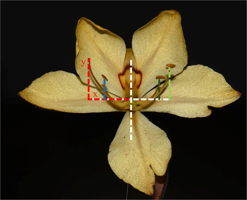 Botanical Society of America (@botanical_) on Twitter photo FlowerMate: A new R package to compute multidimensional reciprocity & inaccuracy indices for style-polymorphic plant populations
New in #AppsPlantSci by Simon-Porcar, <a href="/MunozPajaresAJ/">A. Jesus Munoz-Pajares</a>, Arroyo & Johnson
bsapubs.onlinelibrary.wiley.com/doi/full/10.10… <a href="/wileyplantsci/">Wiley Plant Science</a> <a href="/FLAXMaTE/">FLAXMaTE</a> #heterostyly #botany FlowerMate: A new R package to compute multidimensional reciprocity & inaccuracy indices for style-polymorphic plant populations
New in #AppsPlantSci by Simon-Porcar, <a href="/MunozPajaresAJ/">A. Jesus Munoz-Pajares</a>, Arroyo & Johnson
bsapubs.onlinelibrary.wiley.com/doi/full/10.10… <a href="/wileyplantsci/">Wiley Plant Science</a> <a href="/FLAXMaTE/">FLAXMaTE</a> #heterostyly #botany