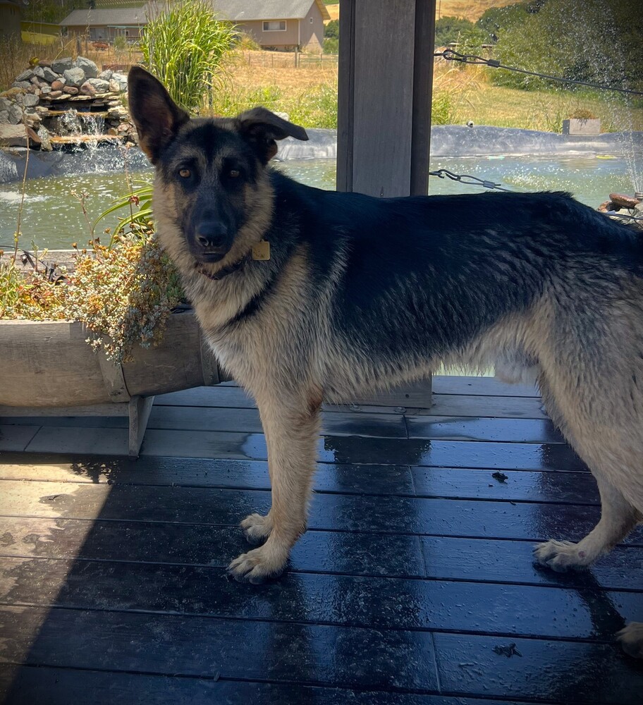Jackson is a 12+ month old male (80-85 lbs) who is super sweet &amp; handsome, gets along with dogs, loves his people (still learning to meet strangers), does well in the car &amp; crate, has great recall, and is eager to please.
wagtopia.com/search/pet?id=…
#AdoptDontShop #GSD #RescueDogs