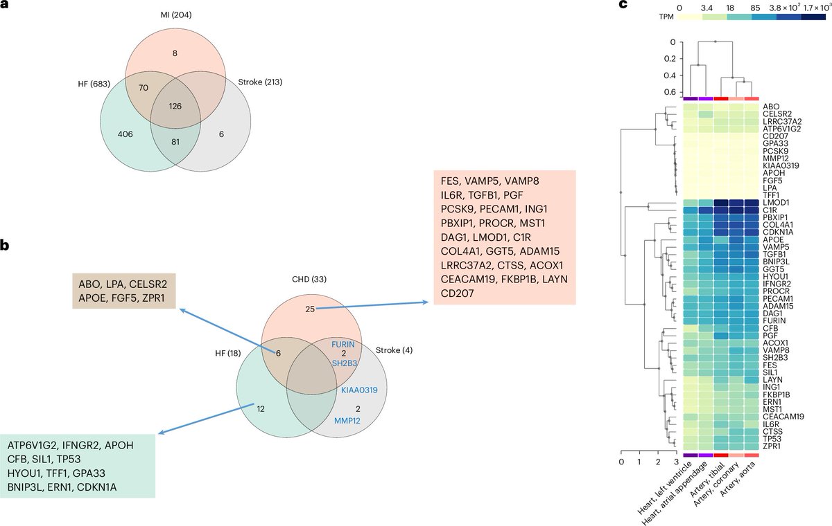 Proteome-wide observational, Mendelian randomization, and cocol analyses for myoc infarction, ischemic stroke, and heart failure in UK and China Kadoorie biobanks.

👉strongest associations across methods, biobanks, endpoints: FURIN, PROCR, GFG5, MMP12 

📰nature.com/articles/s4416…
