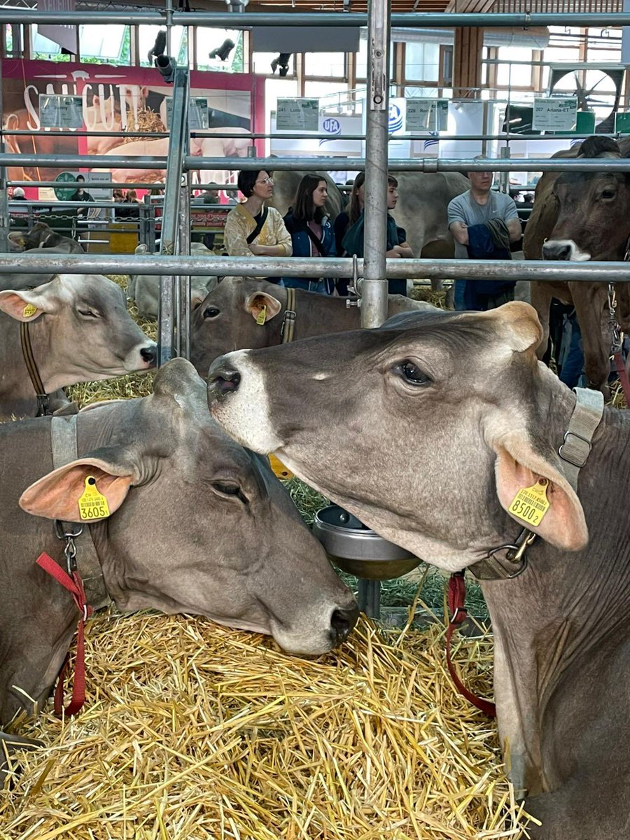 Es ist ein Privileg, als 🇬🇧Botschafter die Traditionen &amp; Bräuche der Schweiz 🇨🇭zu entdecken. 

Wunderbar, <a href="/paganini_nr/">Nicolò Paganini</a> heute an der legendären Olma Messen St.Gallen zu begleiten. (1/3)