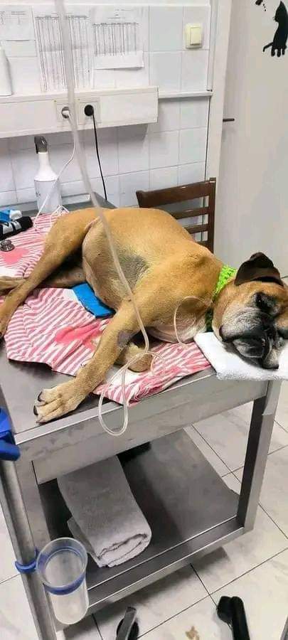 Please love your boxer with all your heart ♥️ i lost my beautiful Kala today after 10 years💔😭 🤔 😔🥺