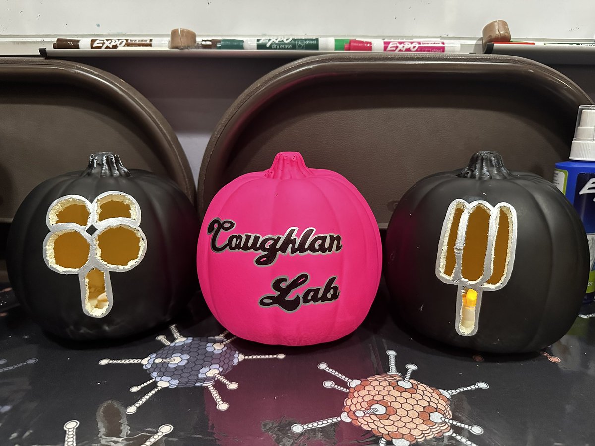 It’s spooky season in the #CoughlanLab 🎃 I was going to put “NIAID interim payline” and “reviewer 2” on the pumpkins but didn’t want them to be too scary, so HA and NA it is!