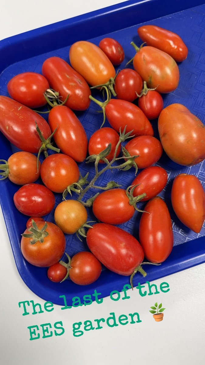 The last pick from The EES Garden. 🪴 #STEM2Root #TheEES #AmericasSchool  #AginTheClassroom