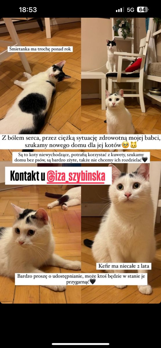 Z prośby o udostępnienie, nie mam sam kontaktu z tą osobą bo prośba przez jeszcze inną partię, ale wiem, że jest w Krakowie i kotki też