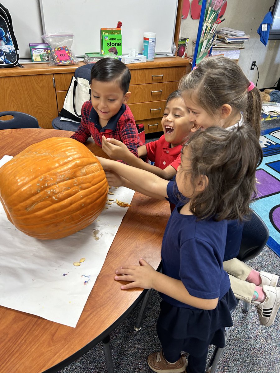 melrules61's tweet image. It’s a great day in TK! We are observing pumpkins and naming the parts of a pumpkin! #scienceisfun