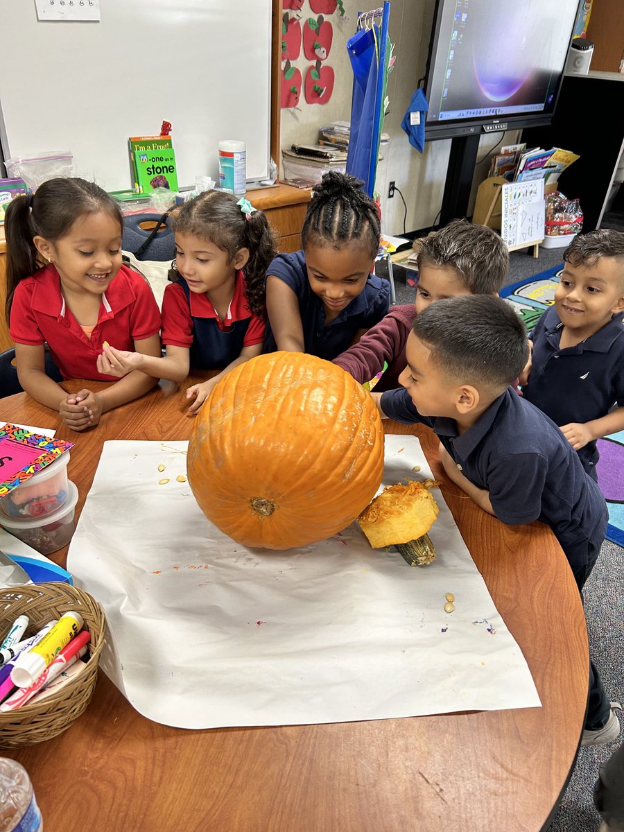melrules61's tweet image. It’s a great day in TK! We are observing pumpkins and naming the parts of a pumpkin! #scienceisfun