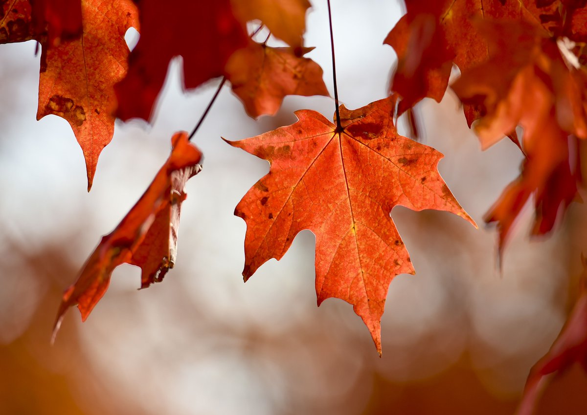 This afternoon at 4 pm, the Weehawken Free Public Library hosts Seasonal Stories for Ages 3-6. Seating is on a first-come, first-served basis and is limited to 20.