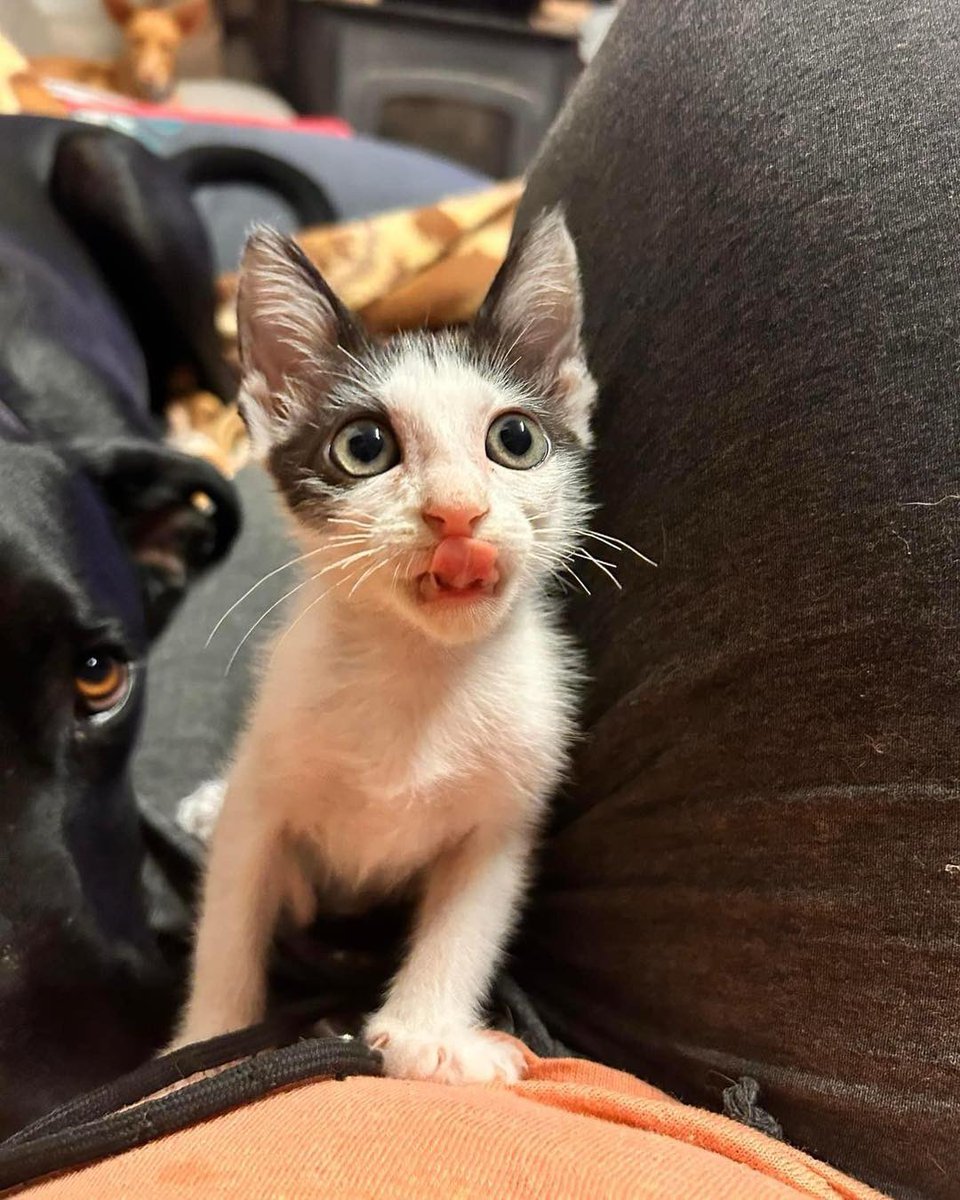Gatos en adopcion valencia 🇪🇸 tweet media