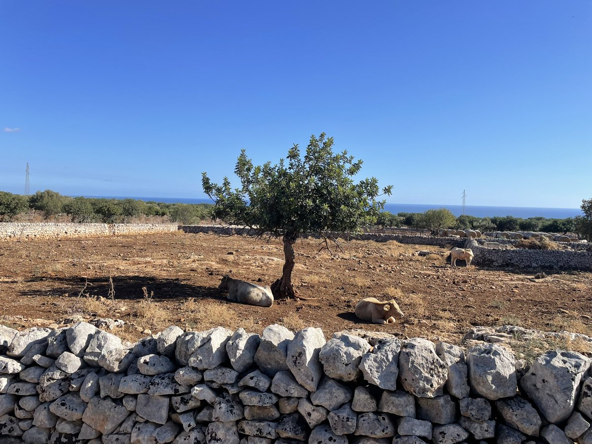 Though kilometers apart, the same technique was used to build terraces and create land separations/demarcations.
#Catalunya #Sicilia