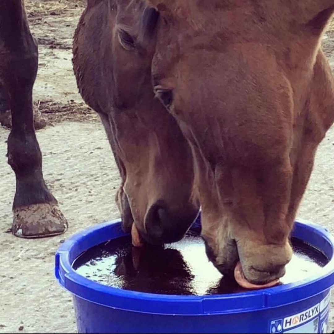 🐴 Sharing is caring for Robbie &amp; Billy with their 80kg Original Horslyx Balancer! 👅

Horslyx Original Balancer helps fill any nutrient gaps in forage and grazing, keeping your horse healthy and happy all year round! 🌿✨

Thanks for the photo Emma Marshall 📸