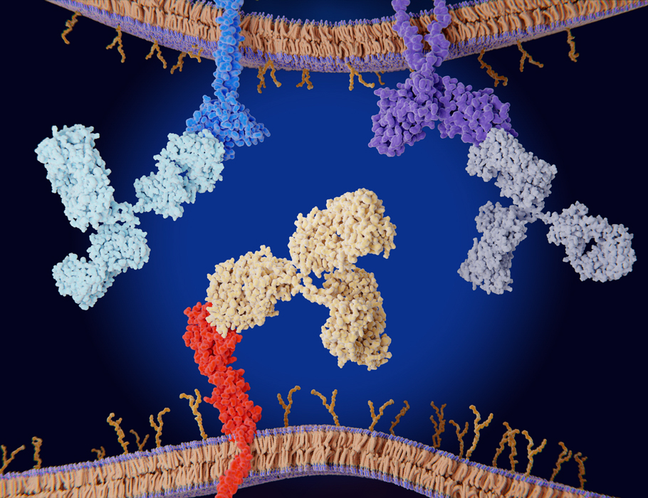 Science Immunology (@sciimmunology) on Twitter photo A new study in Science #Immunology describes how cancer cells express #contactin-4, which binds #amyloid precursor protein on T cells, suppressing their anti-tumor activity. scim.ag/8pQ <a href="/GIST_science/">GIST(Gwangju Institute of Science & Technology)</a> A new study in Science #Immunology describes how cancer cells express #contactin-4, which binds #amyloid precursor protein on T cells, suppressing their anti-tumor activity. scim.ag/8pQ <a href="/GIST_science/">GIST(Gwangju Institute of Science & Technology)</a>