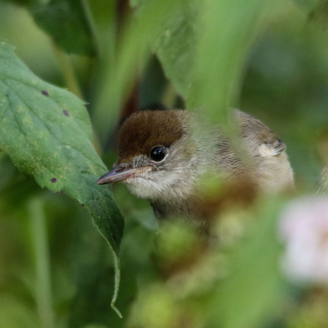In autumn, most of our summer visitors (such as the blackcap) leave our shores for warmer climates. This year has been been particularly hard for #migratorybirds due to #decreasinginsectnumbers which are a vital food source for many birds.

#WorldMigratoryBirdDay