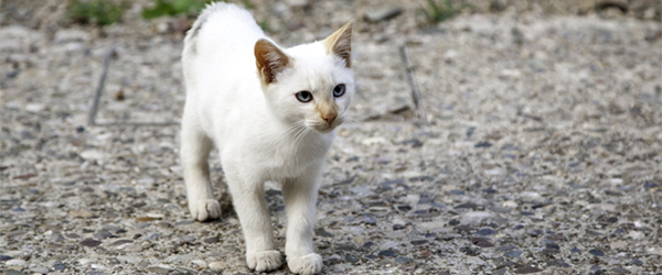 GATS DE GRÀCIA tweet media