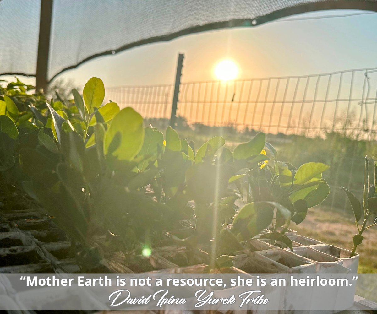 “Mother Earth is not a resource, she is an heirloom.”
— David Ipina, Yurok Tribe

#MoreTrees #GreenerTexas #MondayMotivation #MondayMotreevation #DavidIpina #DavidIpinaYurokTribe #Nature #Forests #MotherEarth