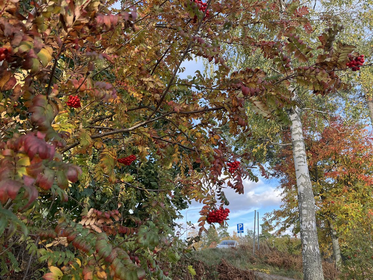 Daiki Yoshikawa🇯🇵🇫🇮 tweet media