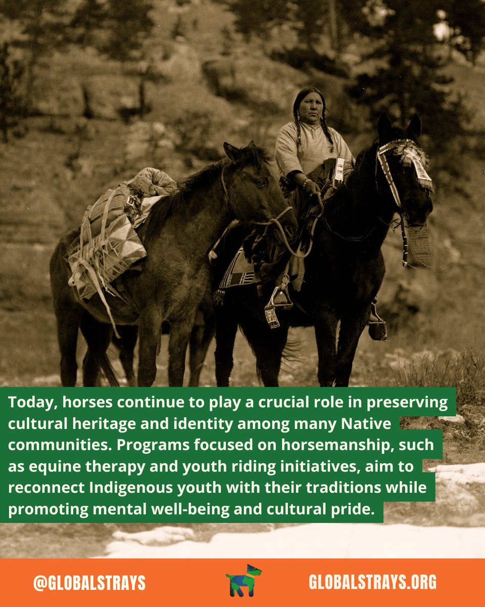 GlobalStrays's tweet image. On Indigenous Peoples’ Day, we're honoring the rich heritage and the powerful connection between Indigenous peoples and their horses. 🐎 Read this post to learn more 💙

#IndigenousPeoplesDay #GlobalStrays #AnimalWelfare #NativeHorses