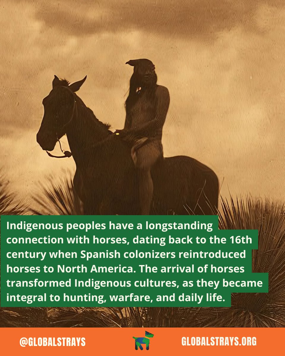 GlobalStrays's tweet image. On Indigenous Peoples’ Day, we're honoring the rich heritage and the powerful connection between Indigenous peoples and their horses. 🐎 Read this post to learn more 💙

#IndigenousPeoplesDay #GlobalStrays #AnimalWelfare #NativeHorses