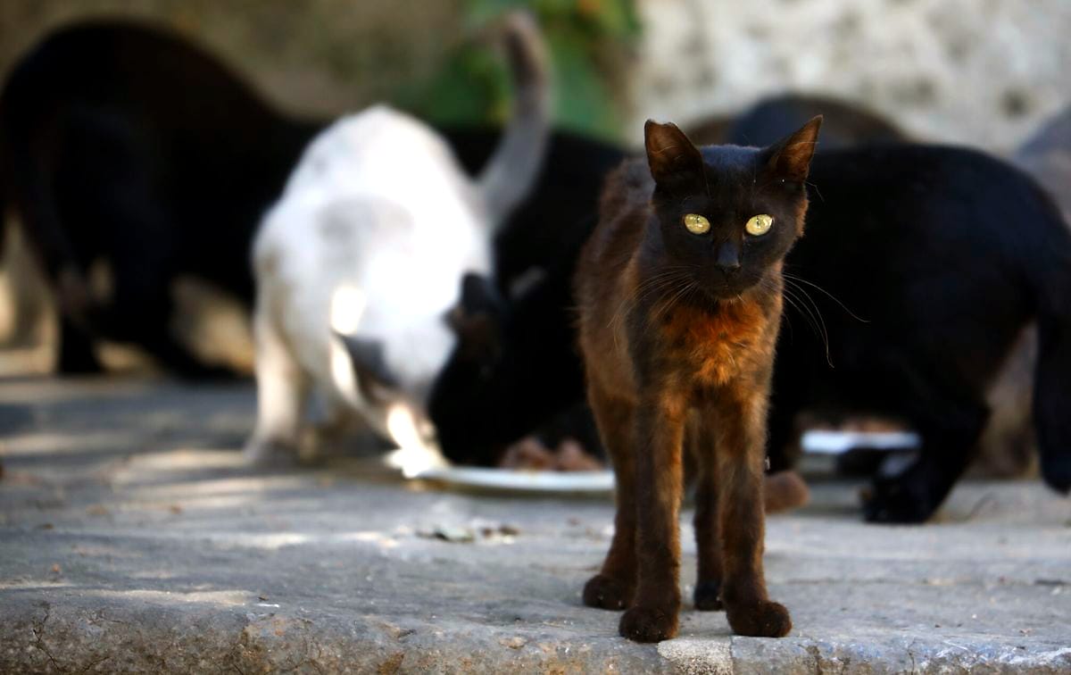 nekoF 😼 tweet media