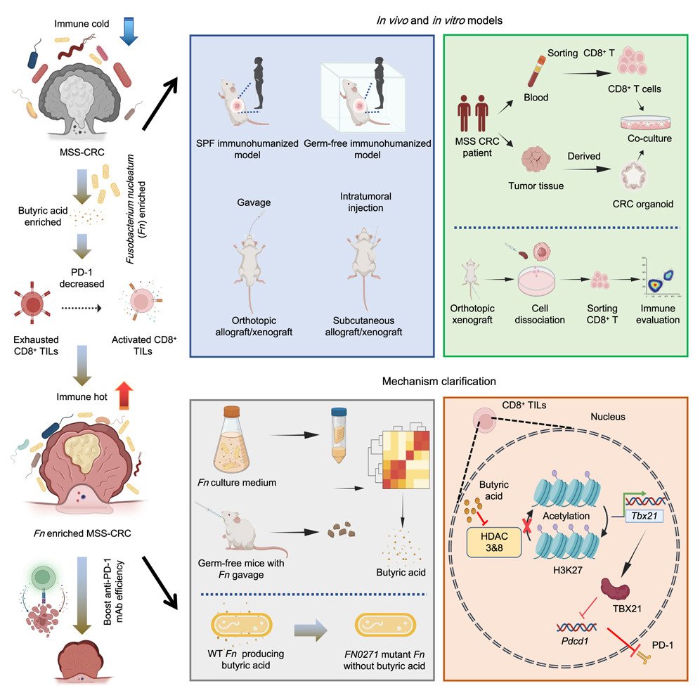 DrYukselUrun's tweet photo. Fusobacterium nucleatum (Fn) makes resistant microsatellite stable colorectal cancer respond better to anti-PD-1 therapy by boosting CD8+ T-cell function. High Fn levels could predict better outcomes with immunotherapy. #ColorectalCancer #Immunotherapy #Oncology @OncoAlert  @Cancer_Cell 
DOI: 10.1016/j.ccell.2024.08.019