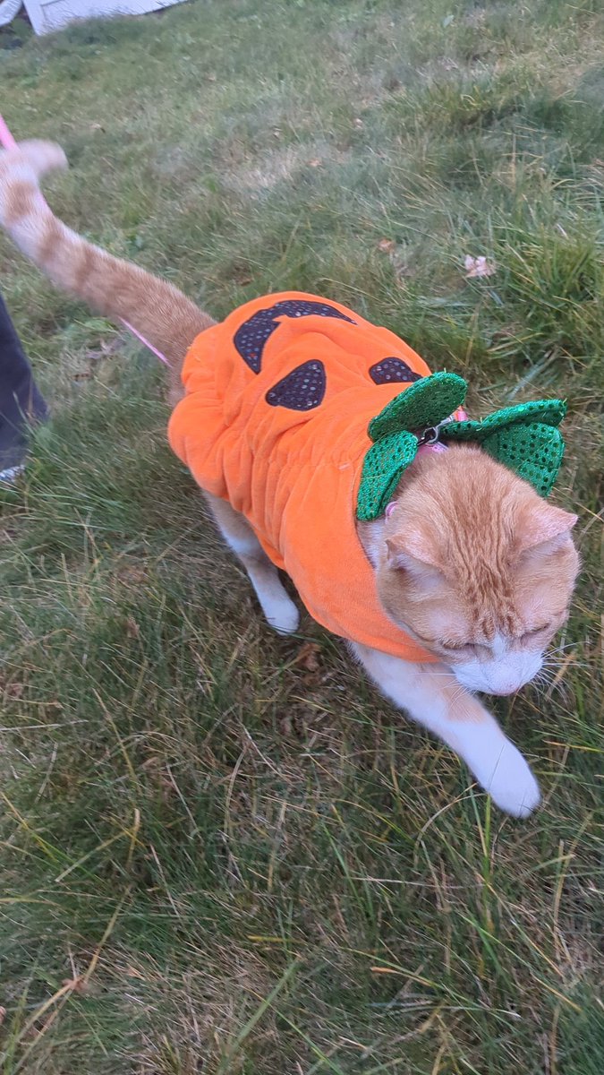 coldlava_23's tweet photo. Pumpkin boy https://t.co/M0KQ4YGNcw