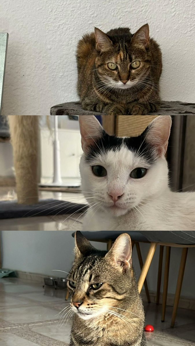 Mis 3 gatos también piden:
🐾 #LosGatosDeCanariasNoSeTocan

¡No a la matanza de gatos!
Hay soluciones eficaces: método CER y adopciones responsables.

<a href="/PresiCan/">Presidencia GobCan</a> @ecologicagobcan  <a href="/Marianohzapata/">Mariano H. Zapata</a>