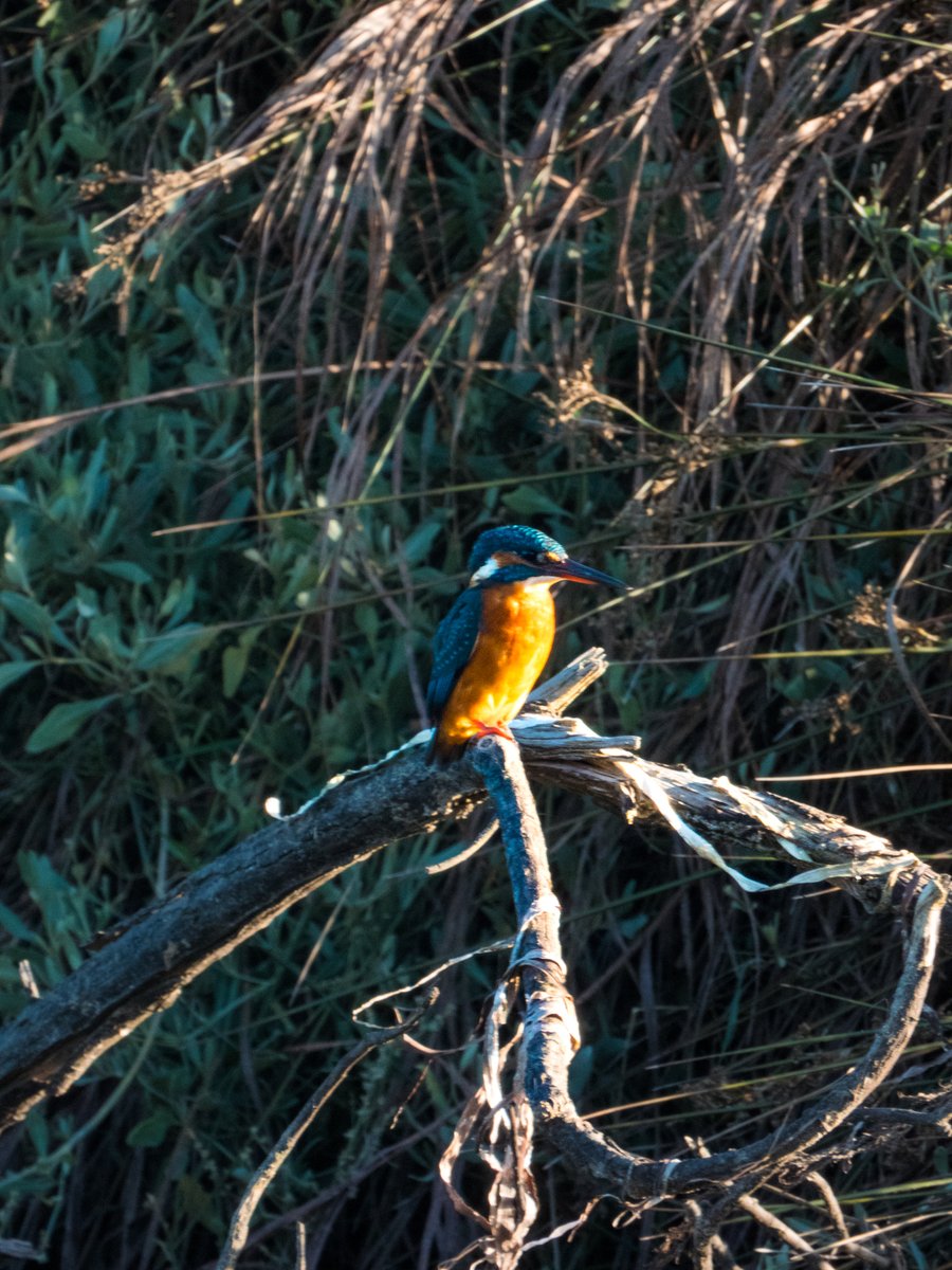 fgonfishecol's tweet image. Martín pescador, Common kingfisher (Alcedo atthis), Vigo (Spain) #wildlife #Galicia #Spain #wildlifephotography #Nikon #NikonCoolpixP950