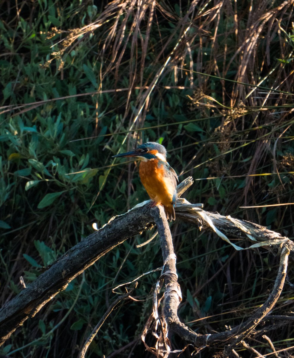fgonfishecol's tweet image. Martín pescador, Common kingfisher (Alcedo atthis), Vigo (Spain) #wildlife #Galicia #Spain #wildlifephotography #Nikon #NikonCoolpixP950