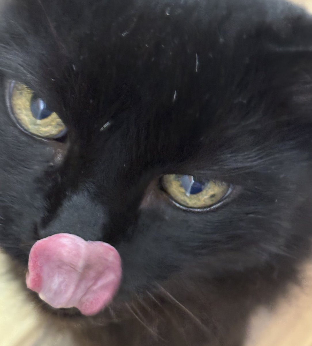 afropardy ✨ tweet media