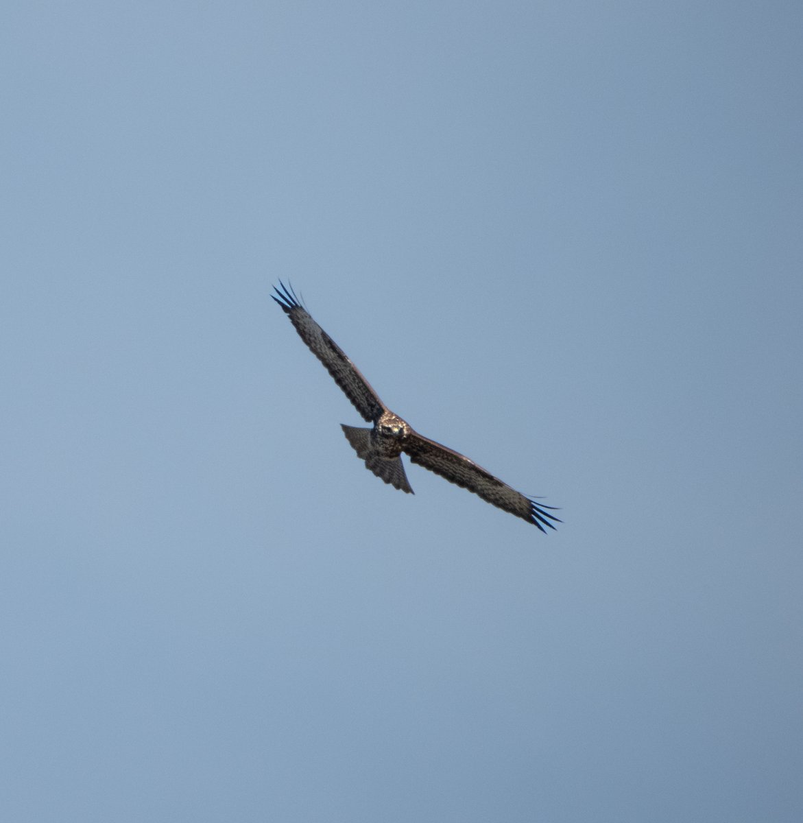 fgonfishecol's tweet image. Ratonero común, Common Buzzard (Buteo buteo), Vigo (Spain). #wildlife #Cangas #Spain #wildlifephotography #Nikon #NikonCoolpixP950