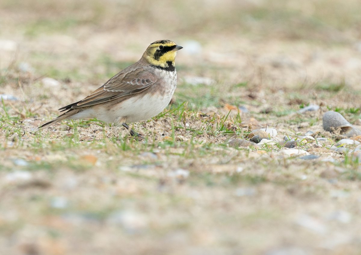 Lovely views of the individual Shorelark at Kessingland before it multiplied and became four birds the following day.